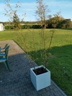 Bambou et son pot, Ophalen