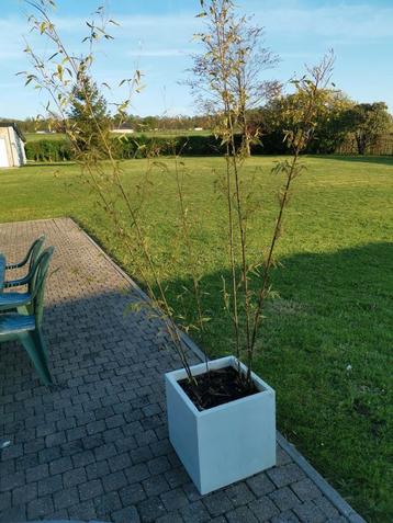 Bambou et son pot, Ophalen
