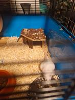 Vrouwelijke witte muisjes (albino) te geef, gratis, Dieren en Toebehoren, Knaagdieren, September, Vrouwelijk, Muis