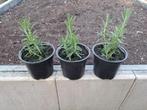 Rozemarijn jonge plantjes, Tuin en Terras, Ophalen