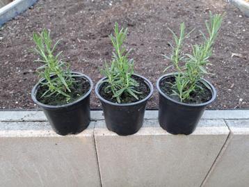 Rozemarijn jonge plantjes, Tuin en Terras, Ophalen