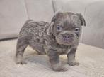 Fluffy Franse bulldog, België, Fokker | Hobbymatig, CDV (hondenziekte), 8 tot 15 weken