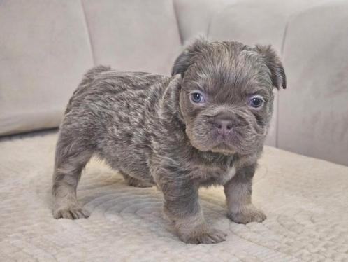Fluffy Franse bulldog, Dieren en Toebehoren, Honden | Bulldogs, Pinschers en Molossers, Meerdere dieren, Bulldog, Fokker | Hobbymatig