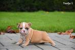 Prachtige Franse Bulldog pupjes, Dieren en Toebehoren, Honden | Bulldogs, Pinschers en Molossers, België, CDV (hondenziekte), 8 tot 15 weken