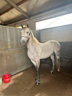 Weidemaatje/wandelpaard te koop, Dieren en Toebehoren, Paarden, Ruin