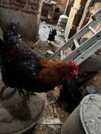 Marans zwart koperhals hanen, Dieren en Toebehoren, Pluimvee