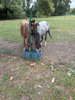 B pony ‘s te koop, Dieren en Toebehoren, B