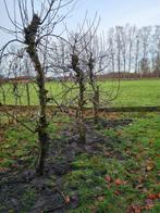 Appelbomen, Tuin en Terras, Ophalen