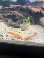 3x albino corydora, Dieren en Toebehoren, Vissen | Aquariumvissen, Vis, Zoetwatervis, Schoolvis