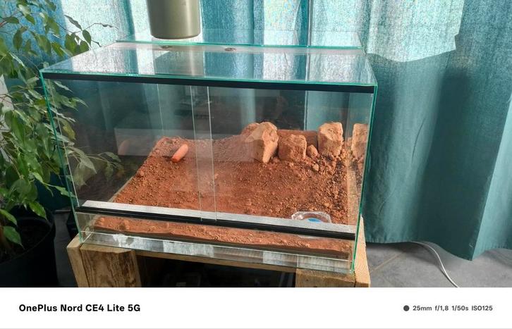 Terrarium scorpion, Dieren en Toebehoren, Reptielen en Amfibieën | Toebehoren, Zo goed als nieuw, Ophalen