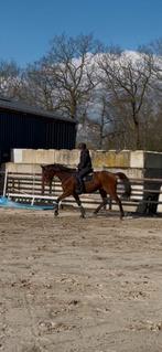 Veelzijdige ruin, Dieren en Toebehoren, Paarden, Ruin, 7 tot 10 jaar, Gechipt, Recreatiepaard