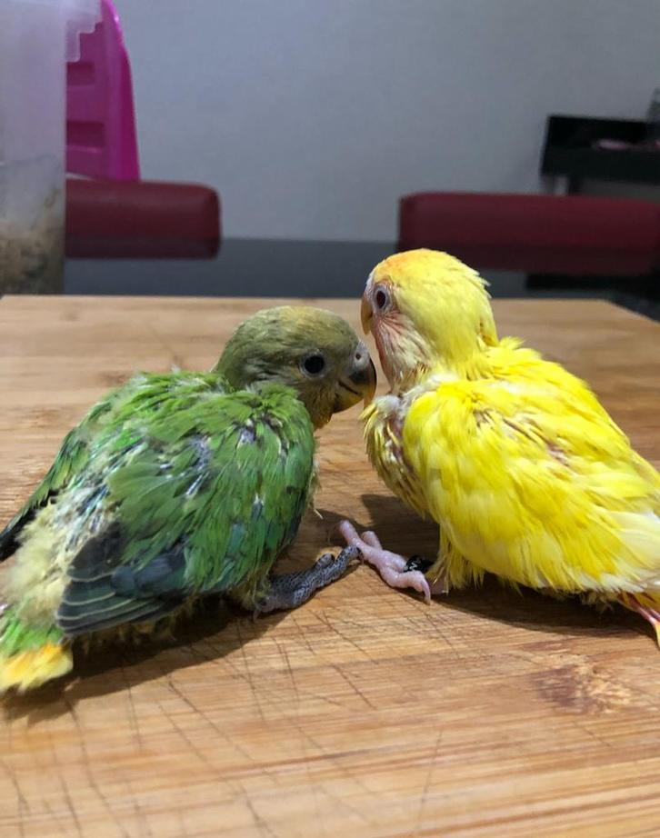 Baby dwergpapegaaien, Dieren en Toebehoren, Vogels | Parkieten en Papegaaien, Dwergpapegaai of Agapornis, Geslacht onbekend, Tam