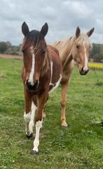 Jaarling merrie v reddy wally zangersheide papier, Dieren en Toebehoren, Paarden, Merrie, Ontwormd