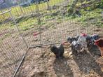 Broedeieren Cochin kriel koekoeks kleur, Dieren en Toebehoren, Pluimvee
