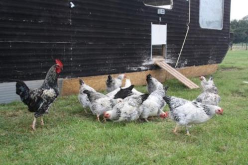GEZOCHT: groep kippen, Dieren en Toebehoren, Pluimvee, Kip, Meerdere dieren