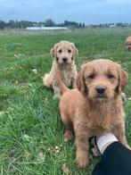 Mooie goldendoodle pups!, Dieren en Toebehoren, Golden retriever, België, CDV (hondenziekte), 8 tot 15 weken