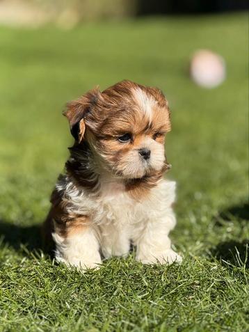 lhasa apso pupies beschikbaar voor biedingen