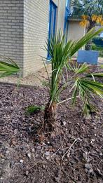 Kleine palmboom, Jardin & Terrasse, Plantes | Arbres, Palmier, Enlèvement ou Envoi