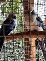 Blauwe pennanten te koop, Dieren en Toebehoren, Vogels | Parkieten en Papegaaien, Mannelijk, Parkiet, Geringd
