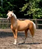 Brave 2,5 jarige c pony, Dieren en Toebehoren