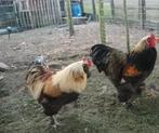 Duitse favorelles en brahma haan, Dieren en Toebehoren