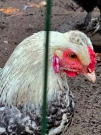 Hanen, Dieren en Toebehoren, Pluimvee