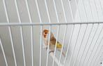 Super couple reproducteurs F: Isab pastel et M: Agat porteur, Meerdere dieren, Wildzangvogel, Geringd