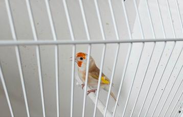 Super couple reproducteurs F: Isab pastel et M: Agat porteur beschikbaar voor biedingen