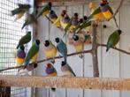 gouldamadine te koop, Dieren en Toebehoren, Meerdere dieren, Kleurkanarie