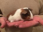 4 caafjes zoeken een huisje, Dieren en Toebehoren, Cavia, Vrouwelijk, Tam, Oktober