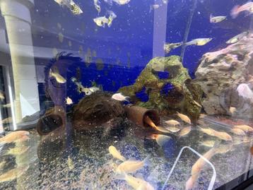 corydora albino beschikbaar voor biedingen