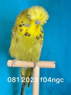 groen geel gezicht engelse grasparkieten, Dieren en Toebehoren, Vogels | Parkieten en Papegaaien, Mannelijk, Parkiet, Geringd