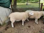 Swifter ramlam, Dieren en Toebehoren