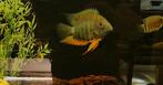 Heros efaciatus nakweek, Dieren en Toebehoren, Vissen | Aquariumvissen