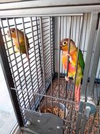 2x koppel & 2mannen split lutino, Dieren en Toebehoren, Vogels | Parkieten en Papegaaien, Geringd
