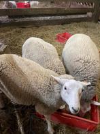 3 ooien, Dieren en Toebehoren, Schapen, Geiten en Varkens, Vrouwelijk, 0 tot 2 jaar