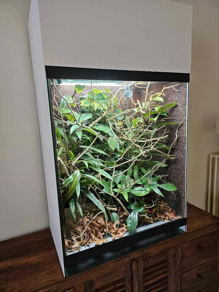 Terrarium/vivarium 1 jaar oud, Dieren en Toebehoren, Reptielen en Amfibieën | Toebehoren, Zo goed als nieuw, Terrarium of Paludarium