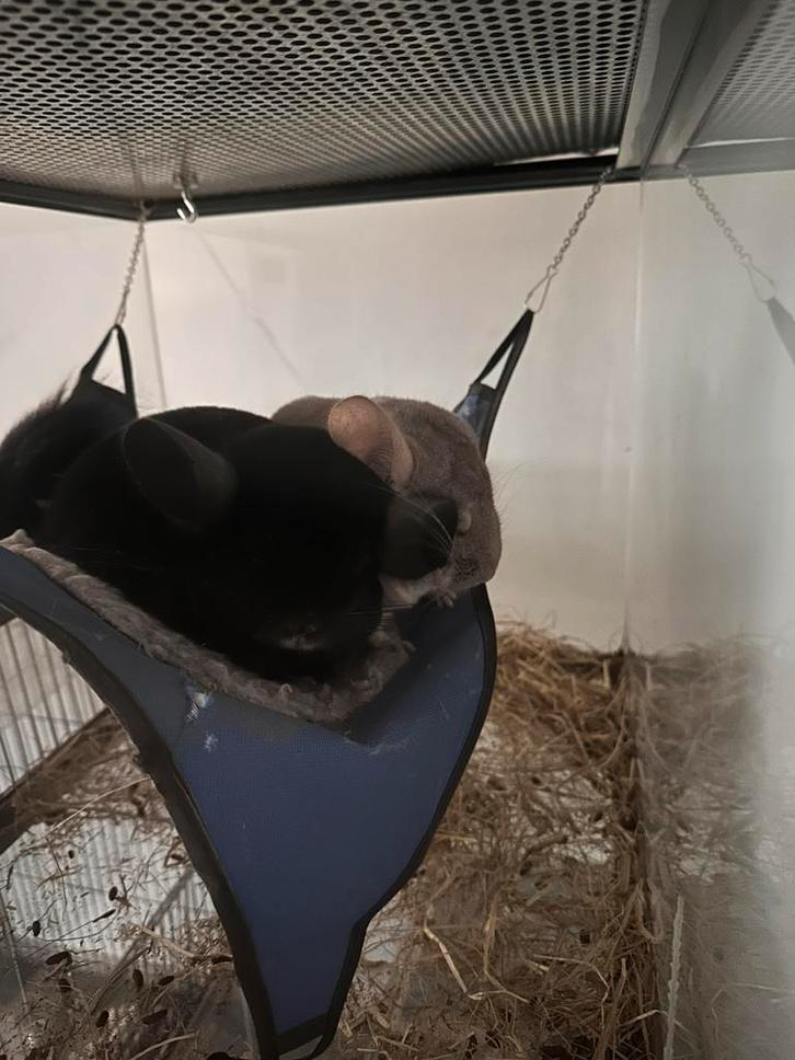 2 lieve vriendjes zoeken ander huisje, Dieren en Toebehoren, Knaagdieren, Mannelijk, Chinchilla, Augustus, Tam