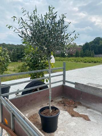 Mooie olijfboom! beschikbaar voor biedingen