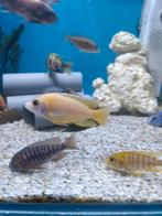 Aulonocara fire fish yellow (gold) gele kweekvariant, Animaux & Accessoires, Poissons | Poissons d'aquarium