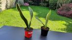 sanseveria, Groene kamerplant, Ophalen