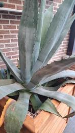 Aloë vera, Tuin en Terras, Ophalen