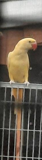 Grote Alexanderparkieten 2025, Dieren en Toebehoren, Vogels | Parkieten en Papegaaien, Geringd