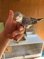 Grasparkiet double split bfbw., Dieren en Toebehoren, Vogels | Parkieten en Papegaaien