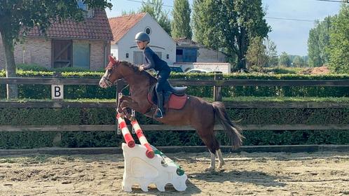 Super brave mooie all round B-pony merrie, Dieren en Toebehoren, Pony's, Merrie, B