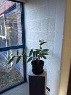 Stippenbegonia-Begonia maculata (kamerplant), Enlèvement, En pot