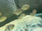 Metynnis Maculatus ( piranha herbivore), Dieren en Toebehoren, Ophalen, Nieuw, Overige typen