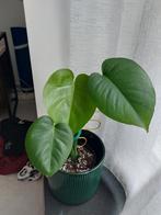 Monstera Deliciosa, Huis en Inrichting, Kamerplanten, Ophalen