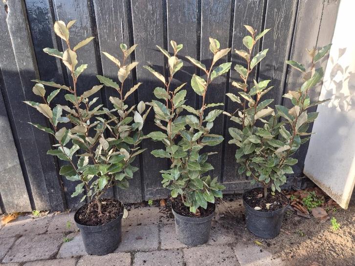 Olijfwilg compacta haagplanten ca. 60 cm, Tuin en Terras, Planten | Struiken en Hagen, Haag, Overige soorten, Minder dan 100 cm