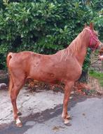 Pony 7 jaar om te beleren +-1m43 equipas, Dieren en Toebehoren, Schapen, Geiten en Varkens